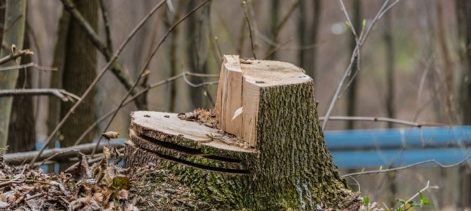 Äga eller investera i skog Äga eller investera i skog