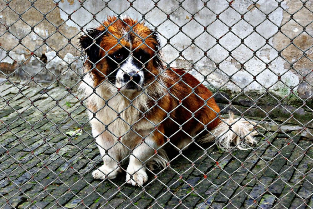 Hunddagis nacka  trygg vardag och aktivt hundliv nära stan