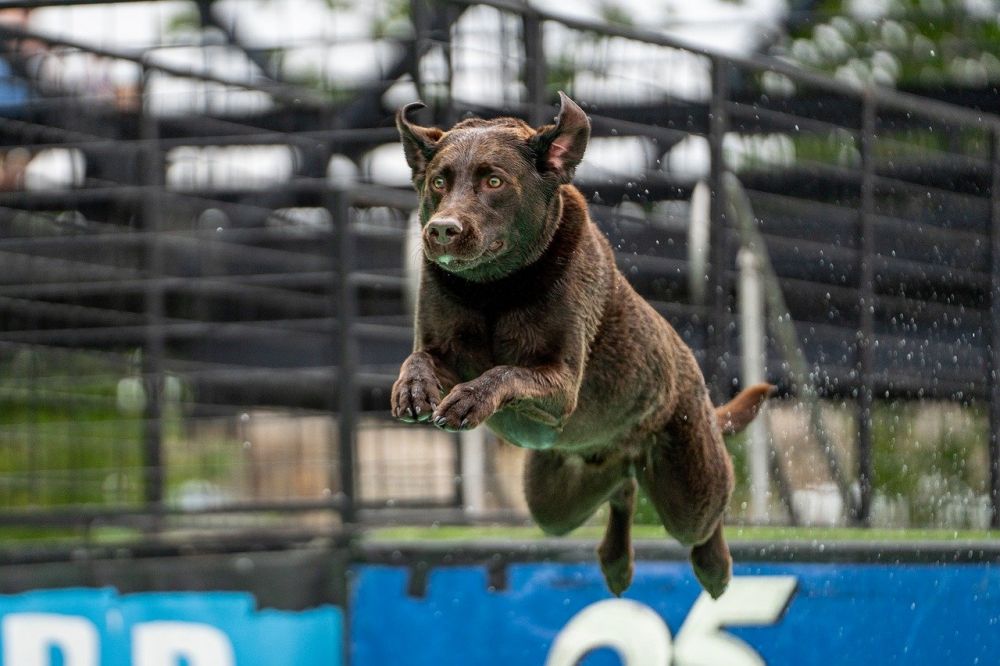 Lugnande halsband för hund  hur fungerar de och när kan de hjälpa?